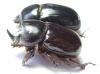 Xyloryctes ? lobicollis, pair  Panama - INSECTS-STORE.RU