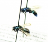Chrysididae sp.  Kirgizstan - INSECTS-STORE.RU