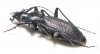 Carabus (Archiplectes) apollo tenebricosus  Abkhazia - INSECTS-STORE.RU