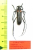 Anoplistes churkini, male  Kirgizstan  PARATYPUS - INSECTS-STORE.RU