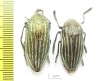 Julodis andreae  Iran, Qazvin prov. - INSECTS-STORE.RU