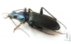 Chlaenius sabahensis  Malaysia, Borneo - INSECTS-STORE.RU