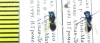Chrysididae sp.  Kirgizstan - INSECTS-STORE.RU