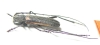 Anoplistes churkini, male  Kirgizstan  PARATYPUS - INSECTS-STORE.RU