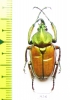 Theodosia perakensis  Malaysia 25mm - INSECTS-STORE.RU