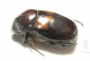 Parastasia sp.  Indonesia, Timor isl. - INSECTS-STORE.RU