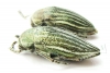 Julodis andreae  Iran, Qazvin prov. - INSECTS-STORE.RU