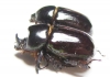 Xyloryctes ? lobicollis, pair  Panama - INSECTS-STORE.RU