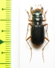 Megacephala scapularis, male  Australia - INSECTS-STORE.RU
