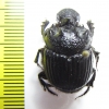 Diastellopalpus monapoides  Tanzania - INSECTS-STORE.RU