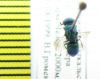 Chrysididae sp.  Kirgizstan - INSECTS-STORE.RU