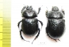 Odontotrypes taurus  China - INSECTS-STORE.RU