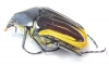 Trichaulax macleayi  Australia 32mm - INSECTS-STORE.RU