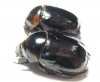 Parastasia sp.  Indonesia, Ceram isl. - INSECTS-STORE.RU