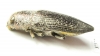 Lampetis arabica  Saudi Arabia - INSECTS-STORE.RU