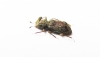 Acropis sp.  Peru - INSECTS-STORE.RU