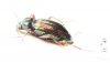 Tenebrionidae sp.  Malaysia, Borneo - INSECTS-STORE.RU