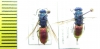 Chrysididae sp.  Kirgizstan - INSECTS-STORE.RU