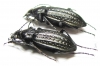 Carabus (Limnocarabus) clathratus, pair  Russia, Astrakhan reg. - INSECTS-STORE.RU