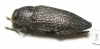Lampetis argentata  Tajikistan - INSECTS-STORE.RU