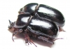 Xyloryctes ? lobicollis, pair  Panama - INSECTS-STORE.RU