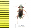 Tenebrionidae sp.  Malaysia, Borneo - INSECTS-STORE.RU