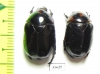 Parastasia sp.  Indonesia, Ceram isl. - INSECTS-STORE.RU
