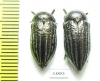 Julodella globithorax  Armenia - INSECTS-STORE.RU
