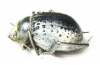 Pisterotarsa kiritschenkoi  Uzbekistan - INSECTS-STORE.RU