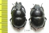 Lethrus sohrab, pair  Tajikistan - INSECTS-STORE.RU