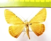 Geometridae sp.  French Guiana - INSECTS-STORE.RU