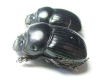 Copris obenbergeri  China, Sichuan prov. - INSECTS-STORE.RU