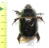 Temnorhynchus sp., male  South Africa Rep. - INSECTS-STORE.RU