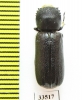 Bostrichidae sp.  Namibia - INSECTS-STORE.RU