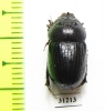 Orphnus giganteus, male  Zambia - INSECTS-STORE.RU