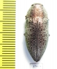 Lampetis mimosae  Iran, Khuzestan prov. - INSECTS-STORE.RU