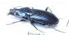 Lesticus insignis  Malaysia, Borneo - INSECTS-STORE.RU