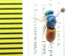 Chrysididae sp.  Kirgizstan - INSECTS-STORE.RU