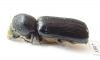 Bostrichidae sp.  Namibia - INSECTS-STORE.RU