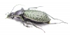 Carabus (Coptolabrus) formosus brockmanni  China - INSECTS-STORE.RU
