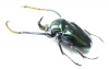 Neoscelis dohrni  Mexico 29mm - INSECTS-STORE.RU