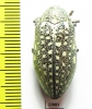 Julodis consobrina  Iran, Busher prov. - INSECTS-STORE.RU
