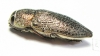 Lampetis mimosae  Iran, Khuzestan prov. - INSECTS-STORE.RU