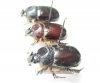 Temnorhynchus sp.  South Africa Rep. - INSECTS-STORE.RU