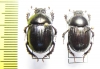 Phelotrupes laevistriatus  Russia, Kunaschir isl. - INSECTS-STORE.RU
