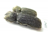 Bostrichidae sp.  Namibia - INSECTS-STORE.RU