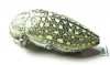 Julodis consobrina  Iran, Busher prov. - INSECTS-STORE.RU