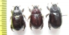 Temnorhynchus sp.  South Africa Rep. - INSECTS-STORE.RU