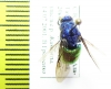 Chrysididae sp.  Kirgizstan - INSECTS-STORE.RU