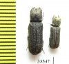 Bostrichidae sp.  Namibia - INSECTS-STORE.RU